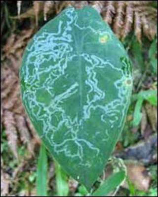 Hoja variegada.