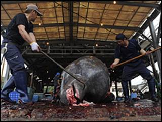 Caza de ballenas en Japón