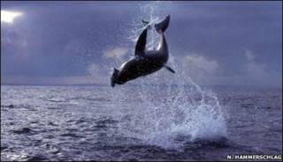 Tiburón cazando foca