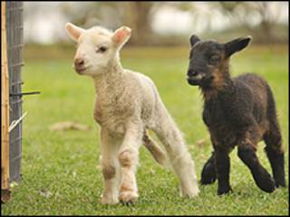 Ovelhas 'Sal e Pimenta' em fazenda australiana /Foto: credited to the Manning River Times (for copyright purpose)