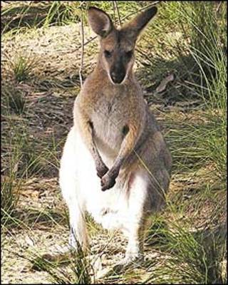 Wallaby