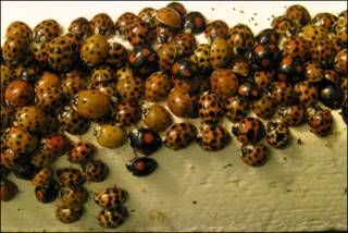 Harlequin succinea (Foto: Shirley Taylor)