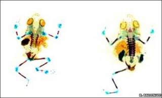 Ranas deformes