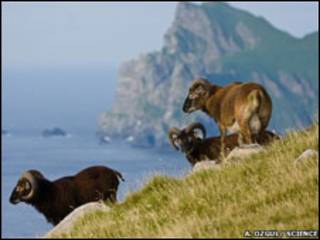 Ovelhas Soay. Foto: A.Ozgul/ Science