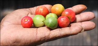 La mano de un agricultor en Brasil sostiene acerolas, frutas muy ricas en vitamina C