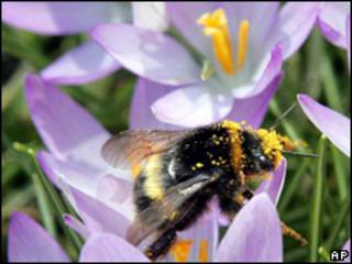 Abeja