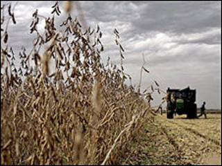Campo de soja en Argentina