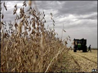 Campo de soja en Argentina