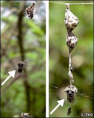 Aranha (à esq.) e seu 'clone' (à dir.) (Foto: I-Min Tso/Divulgação)
