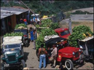 Bananas en Colombia