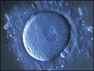 Fertilización (Science Photo Library)
