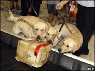 Perros policía clonados