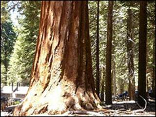 Árbol gigante