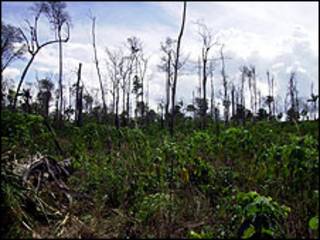 Desmatamento na Amazônia (arquivo)