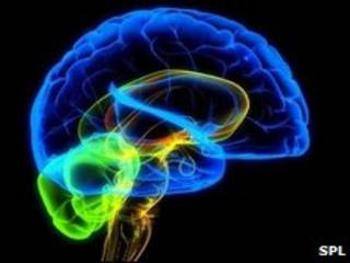 Cerebro