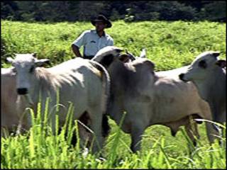अमेज़न में बैलों का झुंड