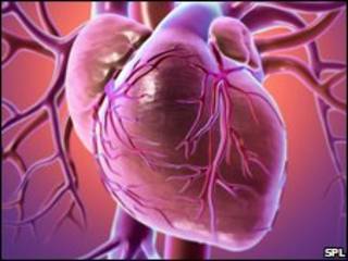 Corazón