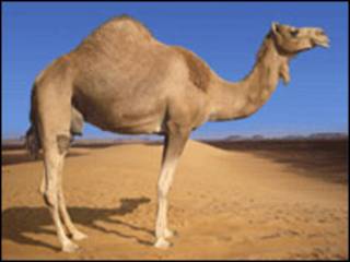 شتر