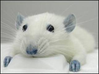 Camundongo azul foto: University of Rochester