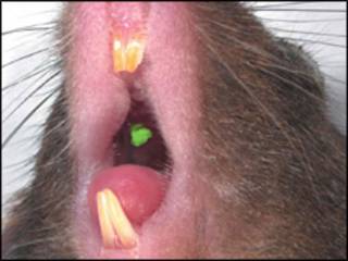 Rato com dentes substitutos