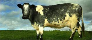 Vaca