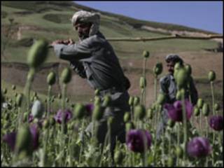 نابودی کشتزار مواد مخدر