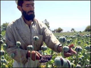 کشتزار خشخاش در افغانستان