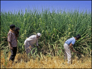 sugar cane havest in india (DAVID R. FRAZIER / SCIENCE PHOTO LIBRARY)