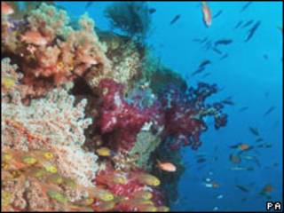 Arrecife de coral
