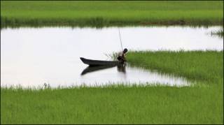 धान