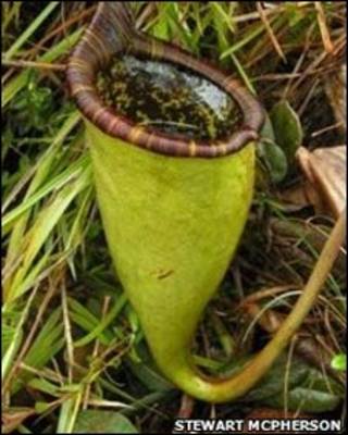 Nepenthes attenboroughii