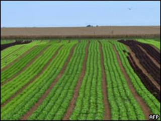 Plantación de lechugas