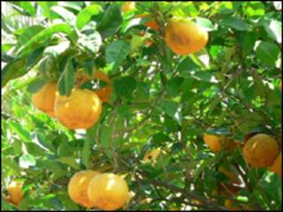 Laranjas