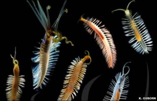 Vermes Swima