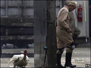 Trabajajos de desinfección en granja de aves chilena
