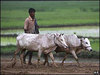 Agricultor