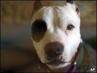 Pitbull terrier (arquivo)