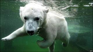 Oso Polar