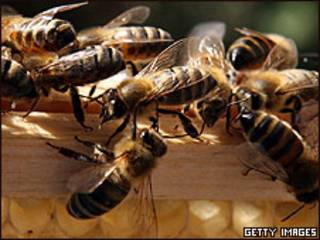 Abejas