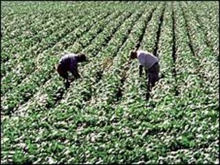 Campo de soja en Argentina