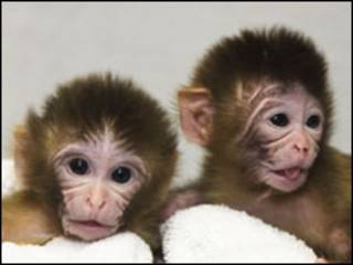 O experimento deu origem aos macacos saudáveis Mitos e Tracker (Oregon Health and Science University)