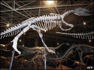Fosil dinosaurus