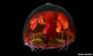 Crossota millsae
