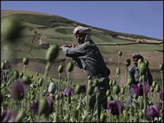 Campesinos afganos en una plantación de amapola