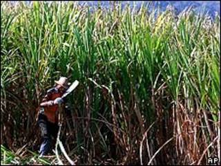 Cultivo de azúcar en Cuba