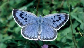 Mariposa azul.