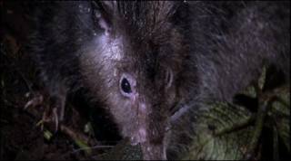 Rata gigante