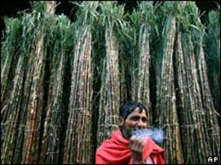 Caña de azúcar en India
