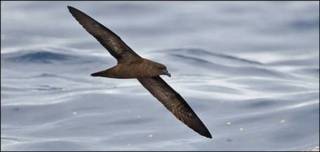 Petrel de Fiji. Foto: H. Shirihai/ The Tubenoses Project