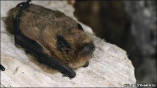 Murciélago de Cabrera (Pipistrelles pygmaeus)